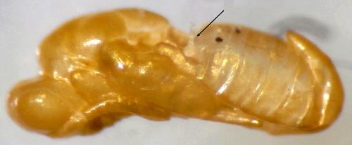 Torymus sp.